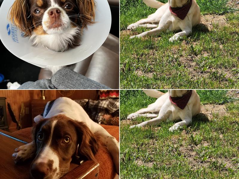 Headwaters Veterinary Center