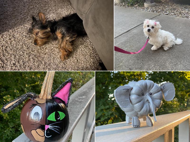 Mt Pleasant Animal Hospital