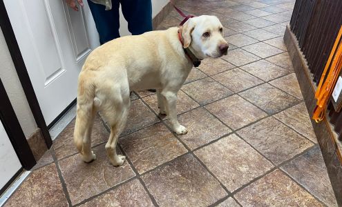 Ward Animial Hospital 831 TX-7, Center Texas 75935