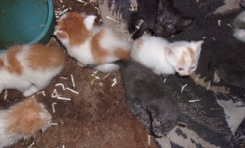 Minneota Veterinary Clinic Minneota