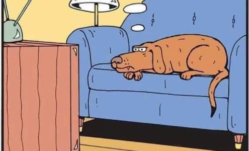 The Ark Veterinary Hospital Atlanta