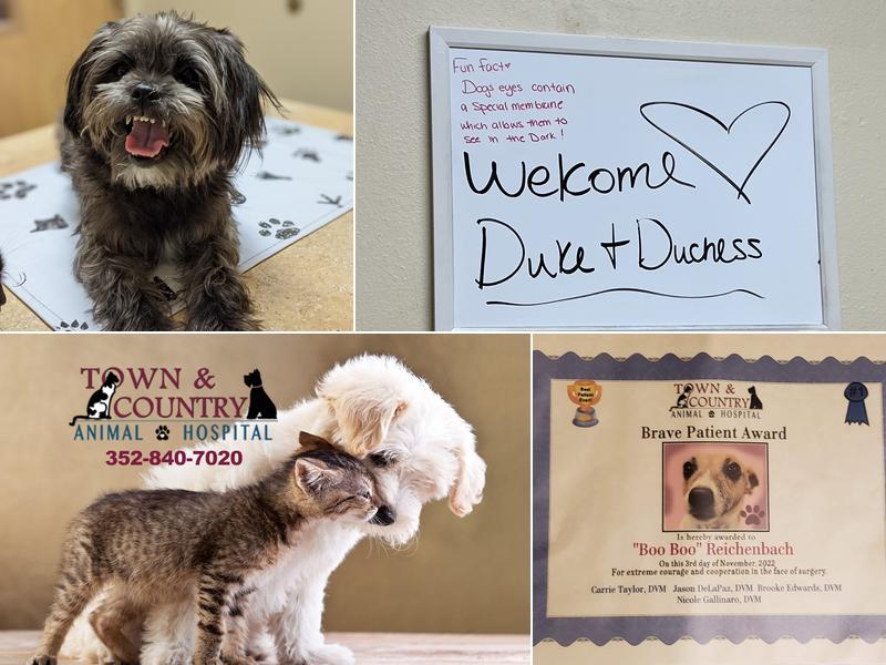 Town & Country Animal Hospital