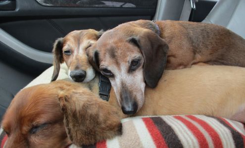 Pelican Rapids Animal Hospital Pelican Rapids