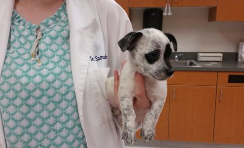 Detroit Lakes Animal Hospital