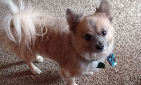 High Plains Veterinary Clinic: Shepherd Kristi DVM 2406 Thorne Dr, Amarillo Texas 79107