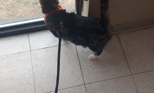 Johnson Animal Hospital 2336 Lakeview Dr, Amarillo Texas 79109