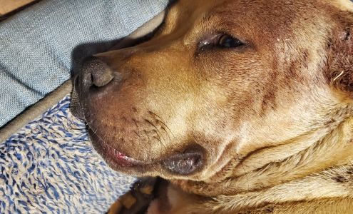 Small Animal Emergency Clinic