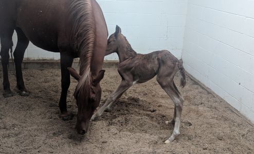 Mobile Veterinary Practice 11045 Trinidad St, Amarillo Texas 79118