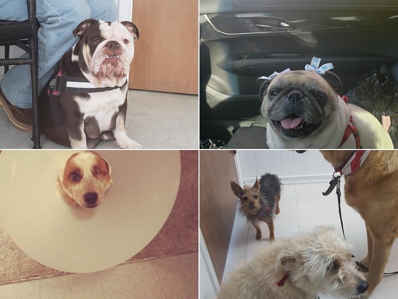 Noah's Ark Pet Hospital