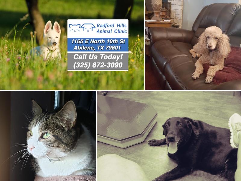 Radford Hills Animal Clinic