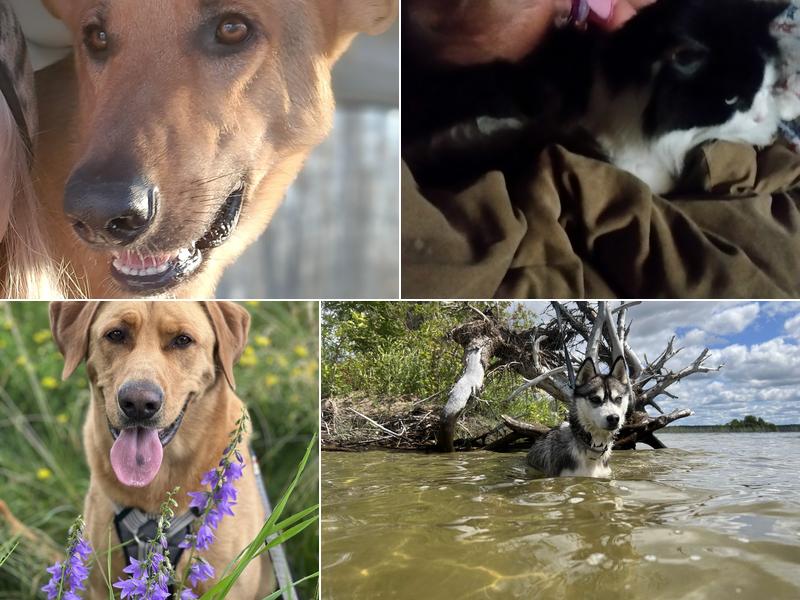 Arrowhead Animal Clinic