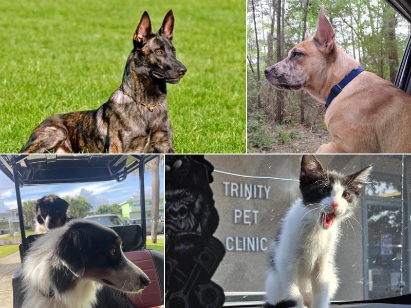 Trinity Pet Clinic