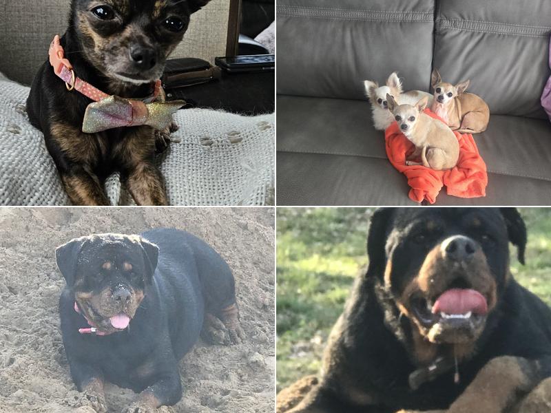 Trinity Animal Clinic