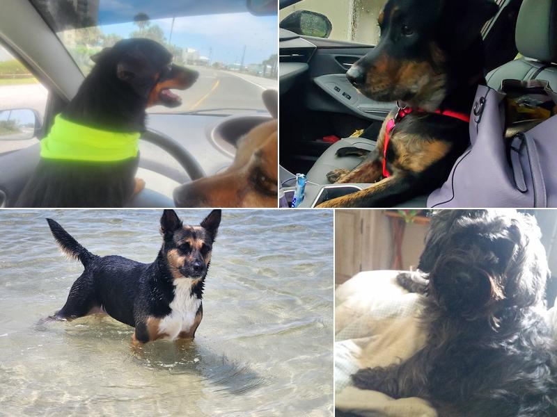 Wynn Haven Animal Clinic: Gamauf Jessica DVM