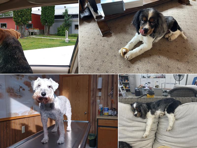 Bigfork Veterinary Clinic