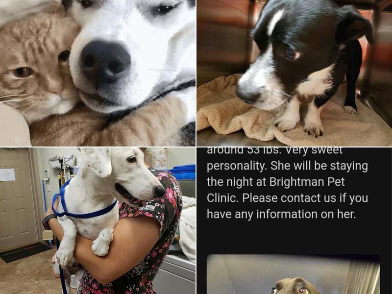 Brightman Pet Clinic: Barnard Jonathan DVM