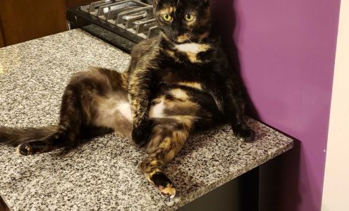 De Queen Animal Hospital 1690 US-70 W, De Queen Arkansas 71832