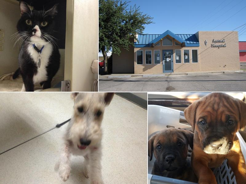 Eighth Street Animal Hospital