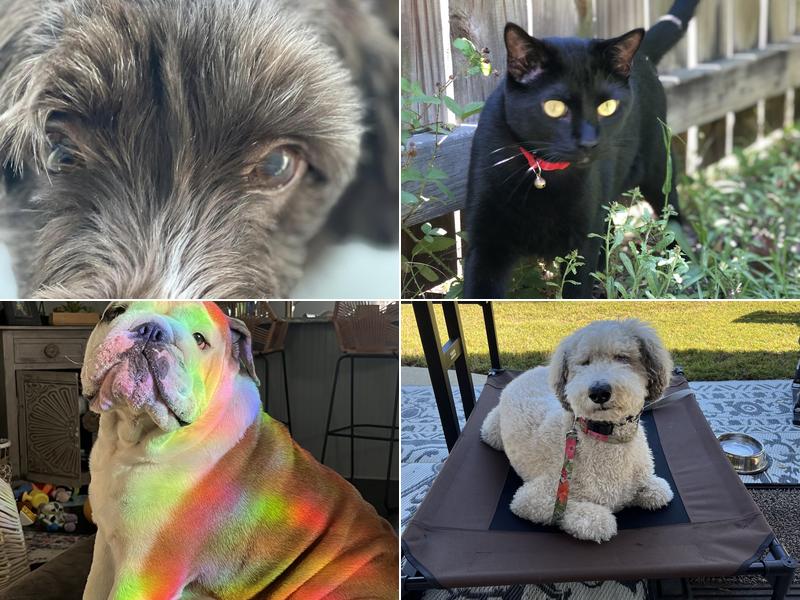 Gulf Coast Veterinary Hospital