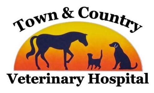 Prince Harry B DVM Winchester