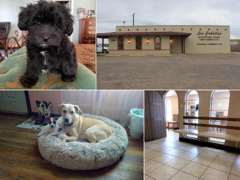 Los Caballos Veterinary Clinic LLP