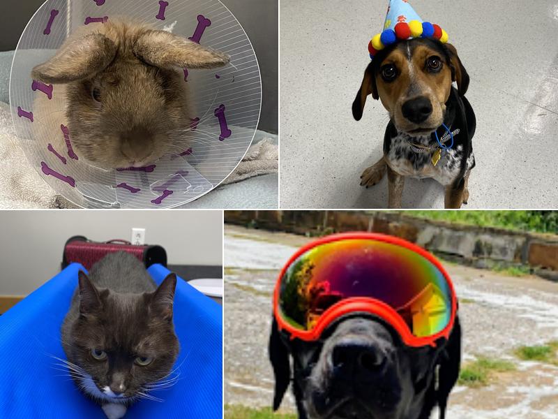 R Veterinary at Romaine Creek