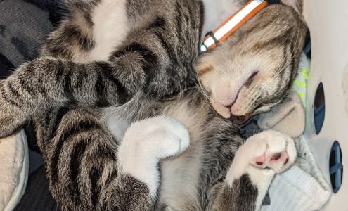 Polo Veterinary Clinic Polo