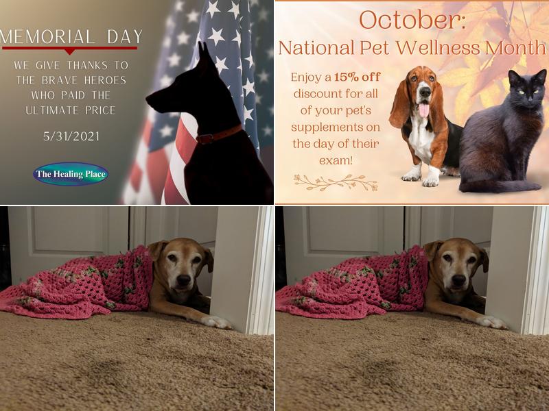 Kallenbach Trish DVM