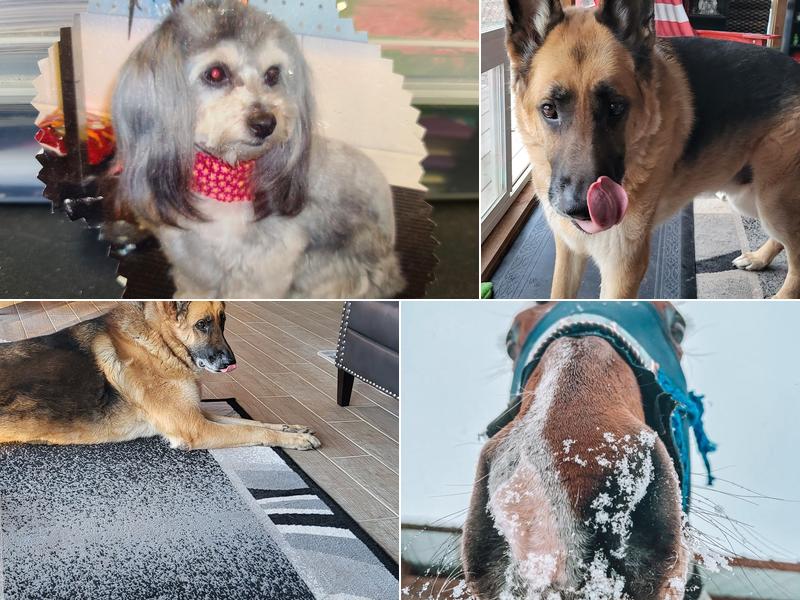 Great Plains Veterinary Services