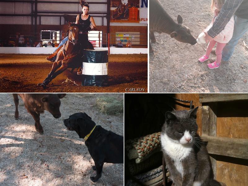 Hillsboro Veterinary Service, LLC