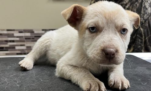 Animal Health Center Lancaster