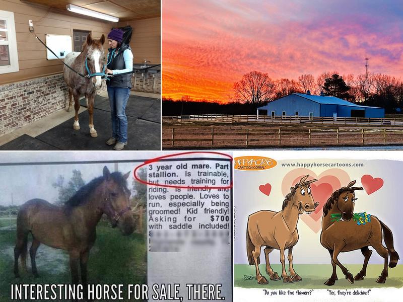 Full Circle Equine Veterinary Services