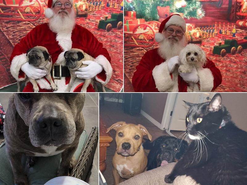 Westside Animal Hospital: Stillwell K M DVM