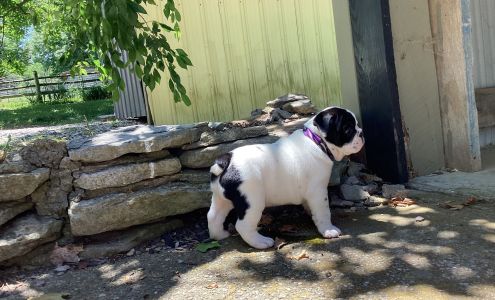 Mc Ateer Animal Hospital