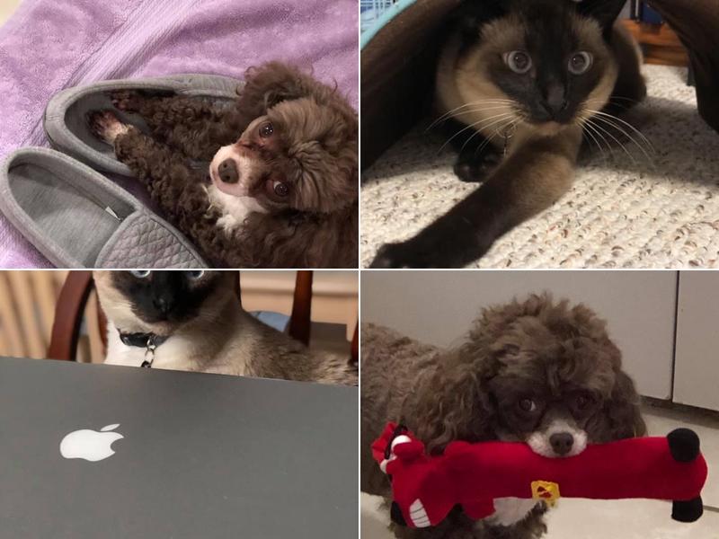 West Mobile Veterinary Clinic: Lott-Smelley Lisa DVM