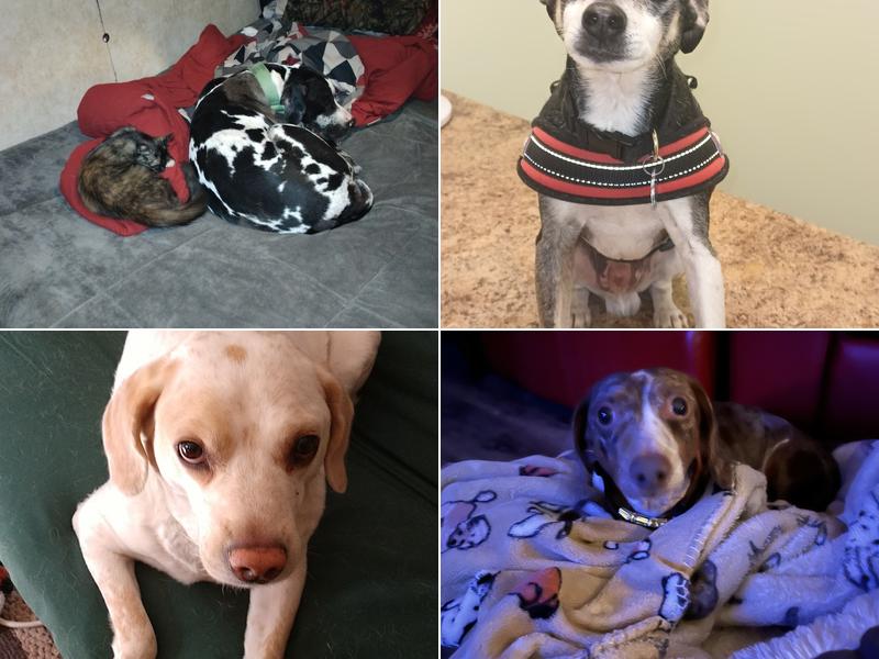 R Veterinary - Laurie