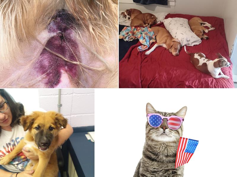 Dexter Veterinary Clinic