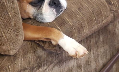 Animal Medical Center: Alexander Kathy DVM