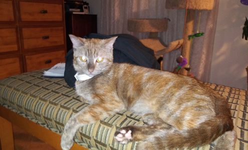 City Animal Hospital