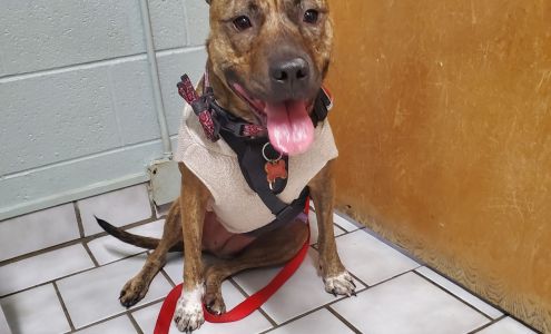 Southside Dog, Bird and Cat Clinic Oklahoma City