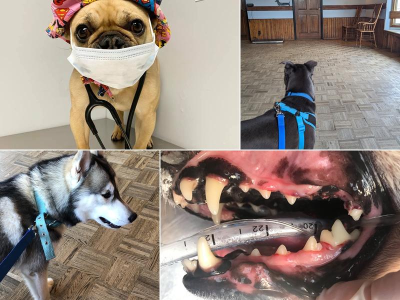 Pawsitive Veterinary Care