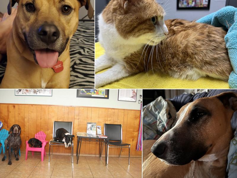 Edgewood Veterinary Hospital