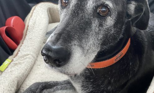 Hammond Animal Hospital