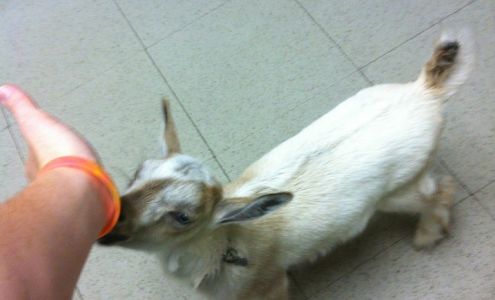 Klepper Shannon DVM 1220 W Main St, Union Missouri 63084