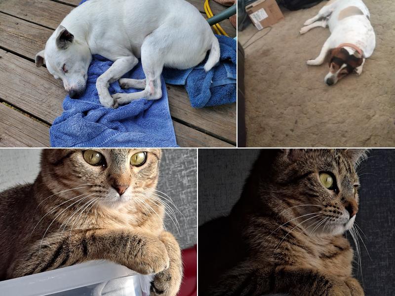 New Haven Veterinary Hospital