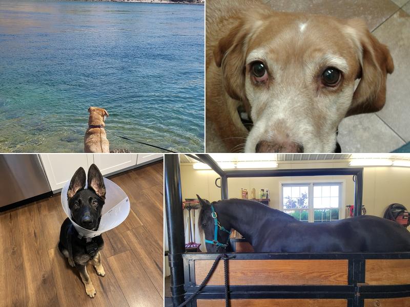 Union Veterinary Associates