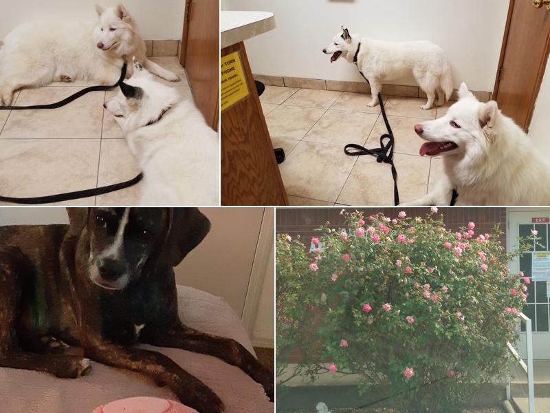 Alameda Animal Hospital: Eskew Gary DVM