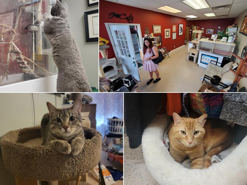 Cats Only Veterinary Clinic