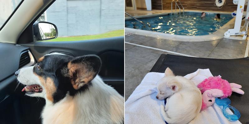 Blumhorst Thomas DVM