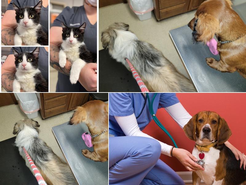 Broken Arrow Veterinary Hospital